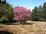 Plants: image 1 0f 6 thumb