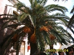 Plants: image 3 0f 6 thumb