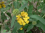Plants: image 6 0f 6 thumb