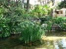 Plants: image 2 0f 6 thumb