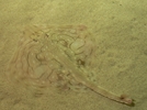 Plants: image 6 0f 6 thumb
