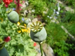 Plants: image 6 0f 6 thumb