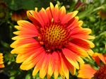 Plants: image 1 0f 6 thumb